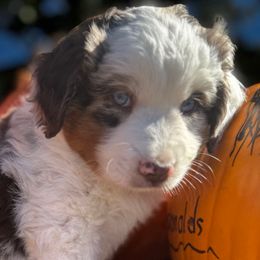 Kris Kringle - Blue merle male Miniature Australian Shepherd puppy in Granbury, Texas from Jubilee Acres