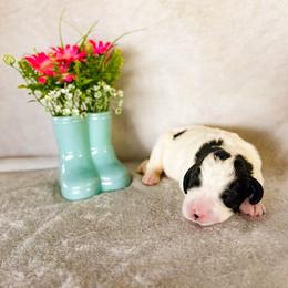 Sweet Pea (Sweetie) - Parti female Labradoodle puppy in Elizabeth City, North Carolina from Howdy Doodles