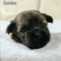 Katniss - Brown female Lhasa Apso puppy in Jefferson, New York from Absolute Lhasa Love