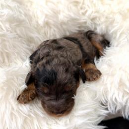 Gunter - Merle male Goldendoodle puppy in Spokane, Washington from Goldendoodles on the Prairie