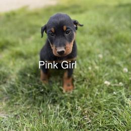 Pink - Black and rust female Beauceron puppy in Floyd’s Knobs, Indiana from Birdwing Beaucerons