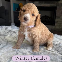 Winter - Cream female Goldendoodle puppy in Frostproof, Florida from Lover Dover Doodles
