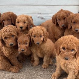 Goldendoodles from Dolly’s Doods