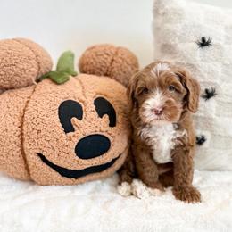 Mickey - Caramel ice male Australian Labradoodle puppy in Palmdale, California from Pixie Doodle Paws