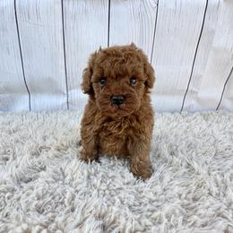 Mochi (AKC) - Red  female Poodle puppy in Riverside, California from Red Toy Poodle World