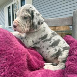 Q -litter - Merle male Great Dane puppy in Cadillac, Michigan from Garrow Danes House of Blues