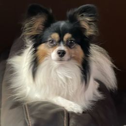 Bentley - Papillon