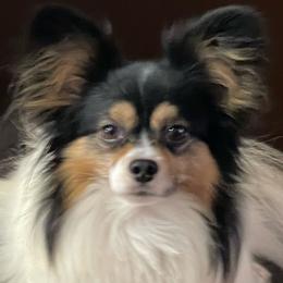 Bentley - Papillon