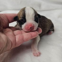 2. Red sable male - Sable male Pembroke Welsh Corgi puppy in Deming, New Mexico from Dragon Ridge Corgis