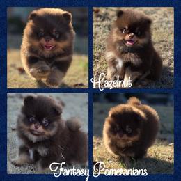 HazelNut - Chocolate and tan male Pomeranian puppy in Anna, Texas from Fantasy Pomeranians & Fantasy Aussies