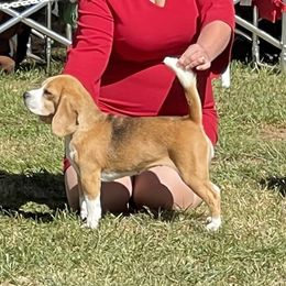 Angel - Beagle