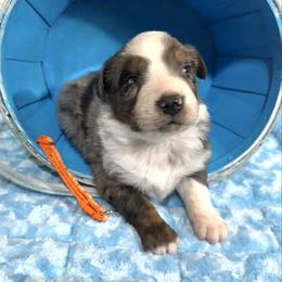 Hector - Blue merle male Australian Shepherd puppy in Vail, Iowa from Homegrown Huskies