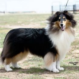Collies from Maverick Collies