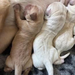 Female 1 - Yellow female Labrador Retriever puppy in Menifee, California from Dioscuri Kennel