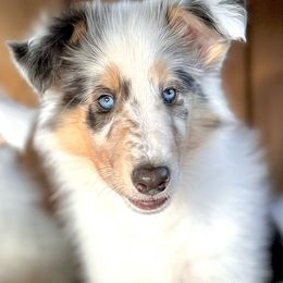 Collie Puppies from EverHeart Collies