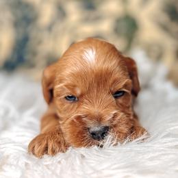 Blue Collar - Lord Colin - Caramel male Australian Labradoodle puppy in Decatur, Alabama from Southern Meadows Doodles