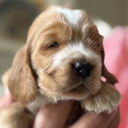 Girl 1 - female English Cocker Spaniel puppy in Pembroke Pines, Florida from Bellaluna English Cockers