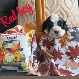 Red collar boy - Black white and tan male Cocker Spaniel puppy in Boca Raton, Florida from Gold-Coast Cockers