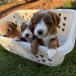 Planned litter Boy 1 - Red  male Goldendoodle puppy in Battleground, Washington from Doodles Delight PNW