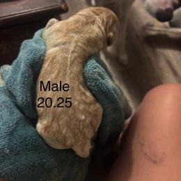Yellow male - Yellow male Labrador Retriever puppy in Cullman, Alabama from Chara’ Labradors