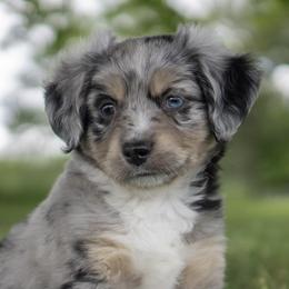 Miniature American Shepherds from Alangus Aussies