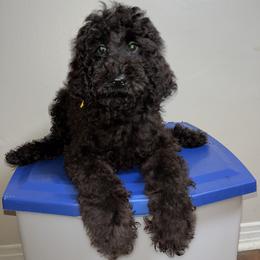 Cove - Black male Poodle puppy in Valdosta, Georgia from Posh Poodles