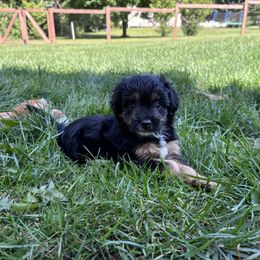 Aussiedoodle Puppies from Kingsden Aussies and doodles
