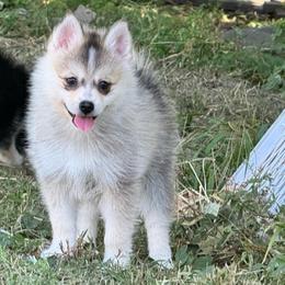 Sion - Silver and white male Pomsky puppy in Boonville, Indiana from Elysian Pomskies