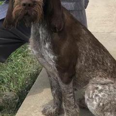 Spinoni Italiani from Amico Peloso Spinoni