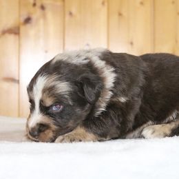 Teddy - Red merle male Australian Shepherd puppy in Macon, Georgia from Shaina’s Shepherds