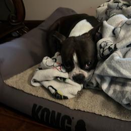 Gemma - Boston Terrier