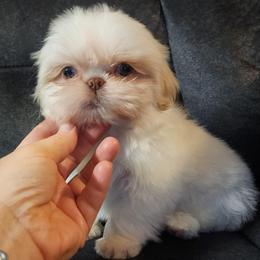 Benny - White male Shih Tzu puppy in Sapulpa, Oklahoma from Faith Hope and Love Shih Tzu's