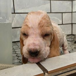 Hannah - Lemon and white female Basset Hound puppy in Big Rapids, Michigan from Basket Hound Bassets