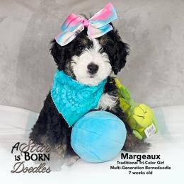 Sirius 'Siri' - Yellow Collar - Tri-color female Bernedoodle puppy in Jackson, Michigan from A Star is Born Doodles