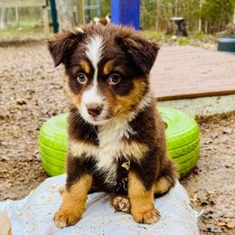Amber - Red tri female Miniature Australian Shepherd puppy in Hempstead, Texas from Young Gun Aussies