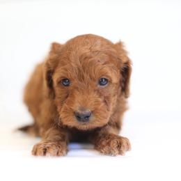 Livy - Apricot female Goldendoodle puppy in Stevens, Pennsylvania from Pebble Paws Lane