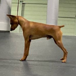 Reacher - Miniature Pinscher