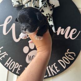 Black Female - Black and white female Shihpoo puppy in Asheboro, North Carolina from Southern Bred Pups