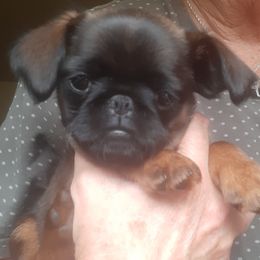 Bugs - Belge female Brussels Griffon puppy in Ashland, Massachusetts from Amelyn Show Dogs