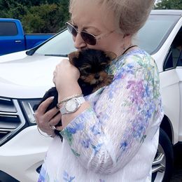 Yorkshire Terrier Puppies from The Royal Yorkie Den LLC