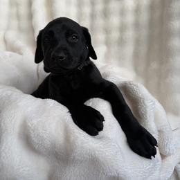 Doberman Pinscher Puppies from Haus of Hound
