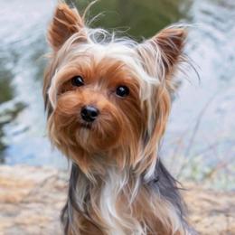 Henry - Yorkshire Terrier