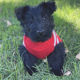 Scottish Terrier Puppies from Starlight Scotties