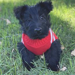 Scottish Terrier Puppies from Starlight Scotties