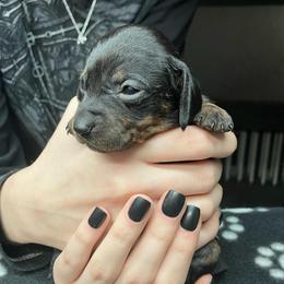 Pebbles (yellow collar) - Black and tan female Dachshund puppy in Saint Albans, Maine from Australian Cattle Cuties and littles