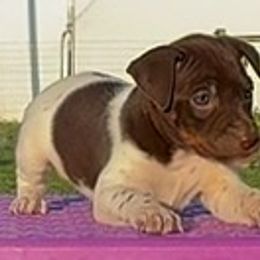 Chocolate Piebald - White, chocolate and tan male Rat Terrier puppy in Denver, Colorado from K2 RAT TERRIERS (COLORADO)