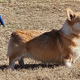 Kan'dee - Pembroke Welsh Corgi