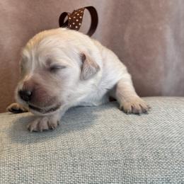 Miss Chocolate - Light golden female Golden Retriever puppy in Patterson, California from Trusted Valley Retrievers