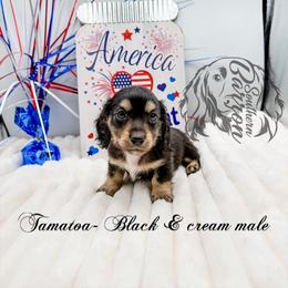 Tamatoa - Black and cream male Dachshund puppy in Prairieville, Louisiana from Southern Barron Danes & Dachshunds