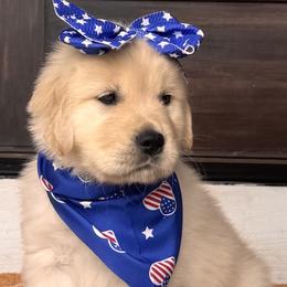 Dark Green Girl - Golden female Golden Retriever puppy in Silver Lake, Indiana from Seven Hills Goldens
